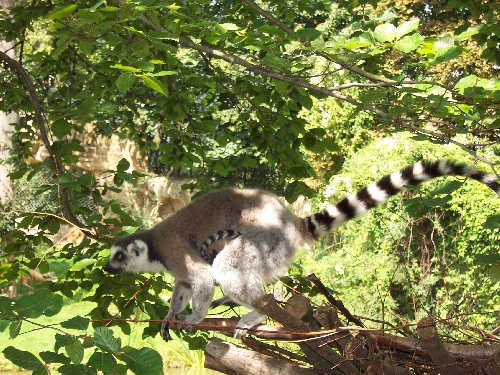04 Lemur s mladatkem